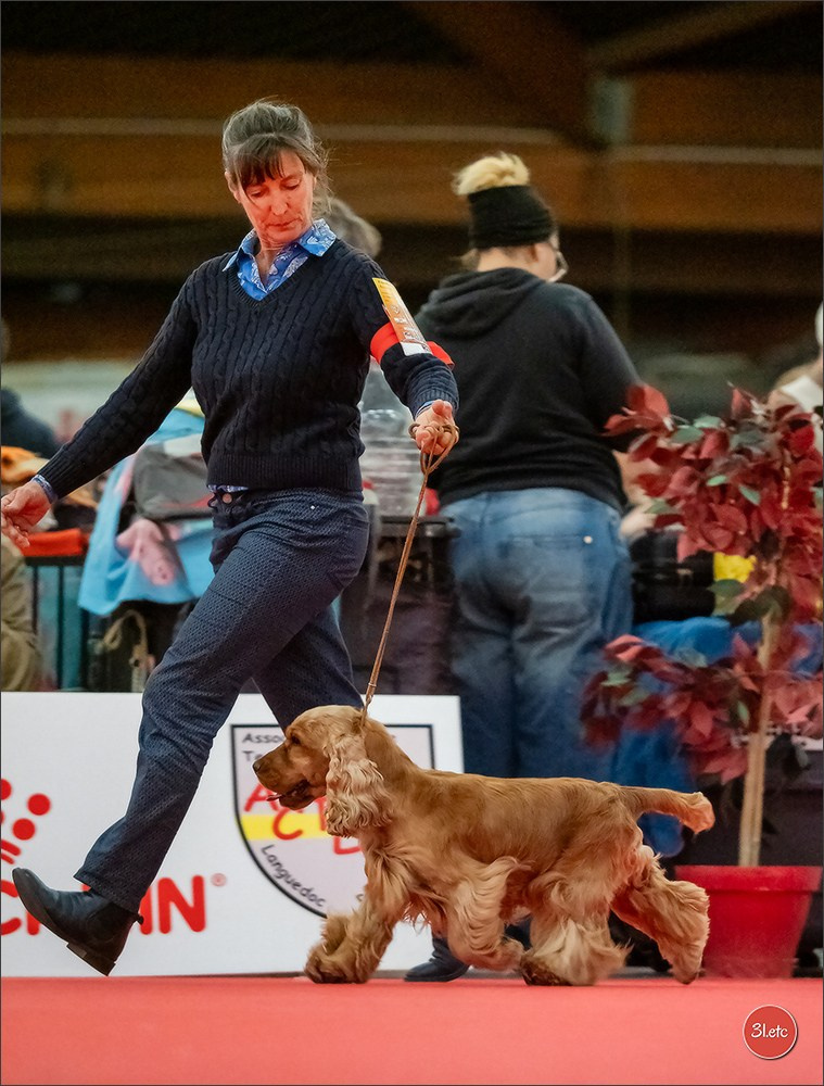 🇫🇷Exposition Canine Internationale de Perpignan. Photographe à Strasbourg | Portraits, Studio, Enfants, Événements