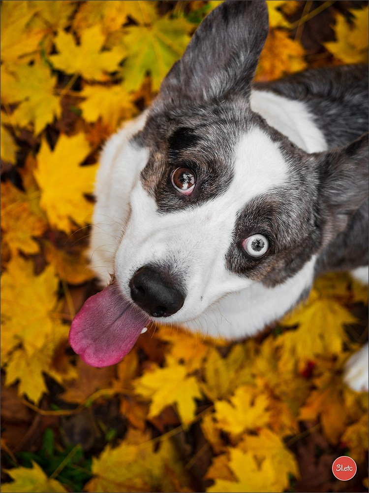 Photographie animalière. Photographe à Strasbourg | Portraits, Studio, Enfants, Événements