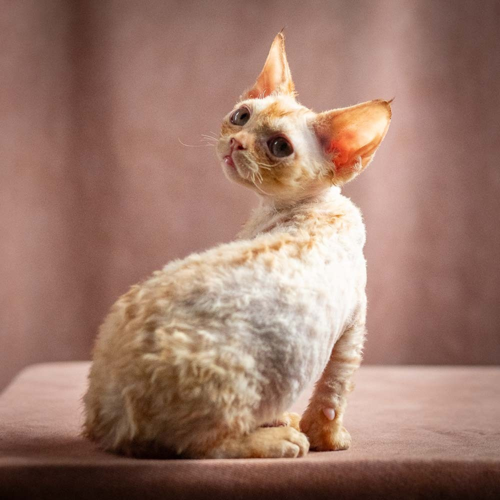 Piper, girl, born 02.11.26. Devon Rex Pixie Cattery