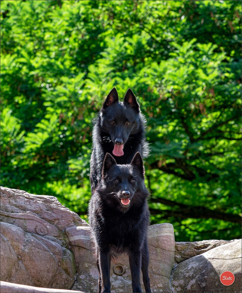 Expo canine Strasbourg  🇫🇷  23-24/08/2025. Photographe à Strasbourg | Portraits, Studio, Enfants, Événements