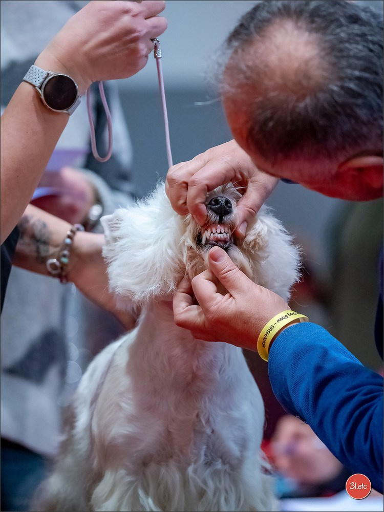 13-14.12.2025   🇧🇪   Brussels Dog Show. Photographe à Strasbourg | Portraits, Studio, Enfants, Événements