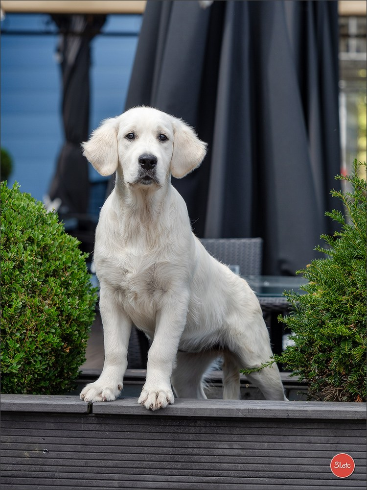 🇱🇺 LUXEMBOURG 🇱🇺 International Dog Show 🇱🇺 30/08 - 31/08/2025. Photographe à Strasbourg | Portraits, Studio, Enfants, Événements
