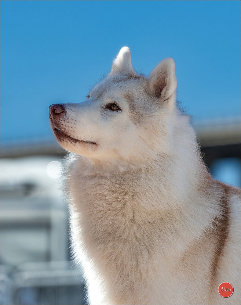 Expo canine 🇫🇷 Martigues  19-20/04/2025. Photographe à Strasbourg | Portraits, Studio, Enfants, Événements