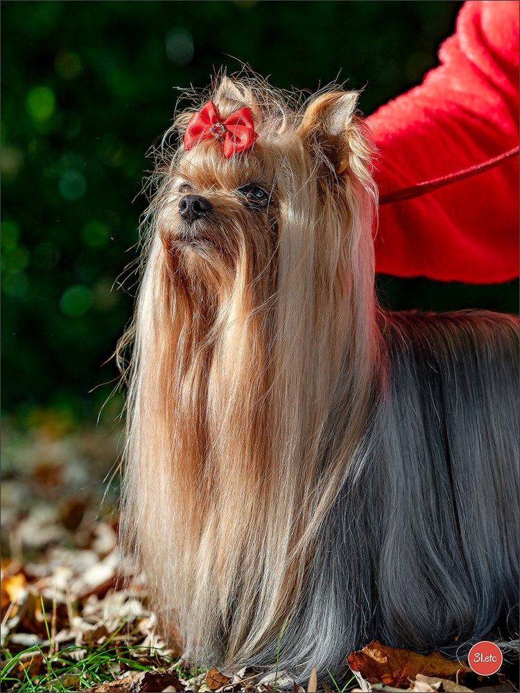 Expo canine 🇫🇷 Poitiers 18-19/10/2025. Photographe à Strasbourg | Portraits, Studio, Enfants, Événements