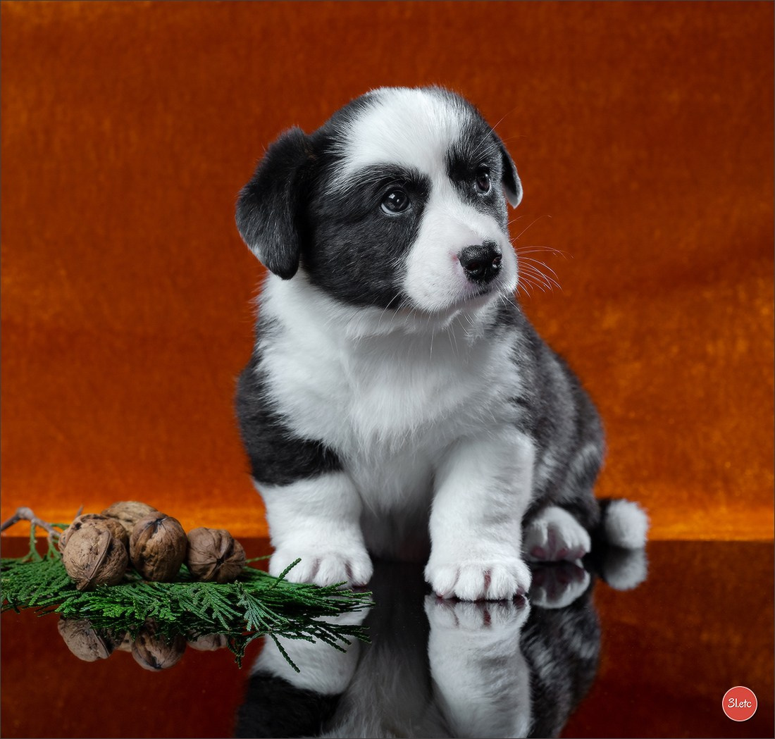 Photographie animalière. Photographe à Strasbourg | Portraits, Studio, Enfants, Événements