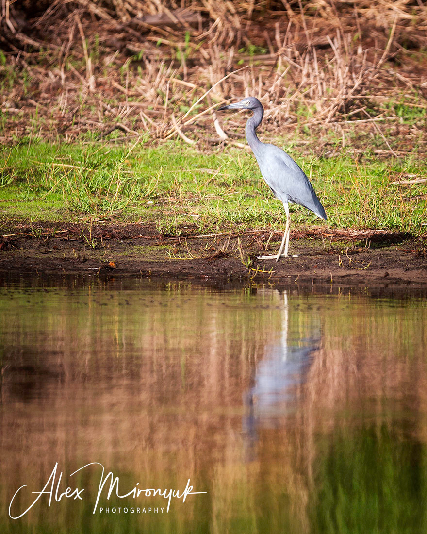 South Florida Cypress Swamps. Alex Mironyuk Photography