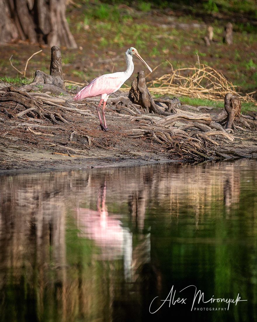 South Florida Cypress Swamps. Alex Mironyuk Photography