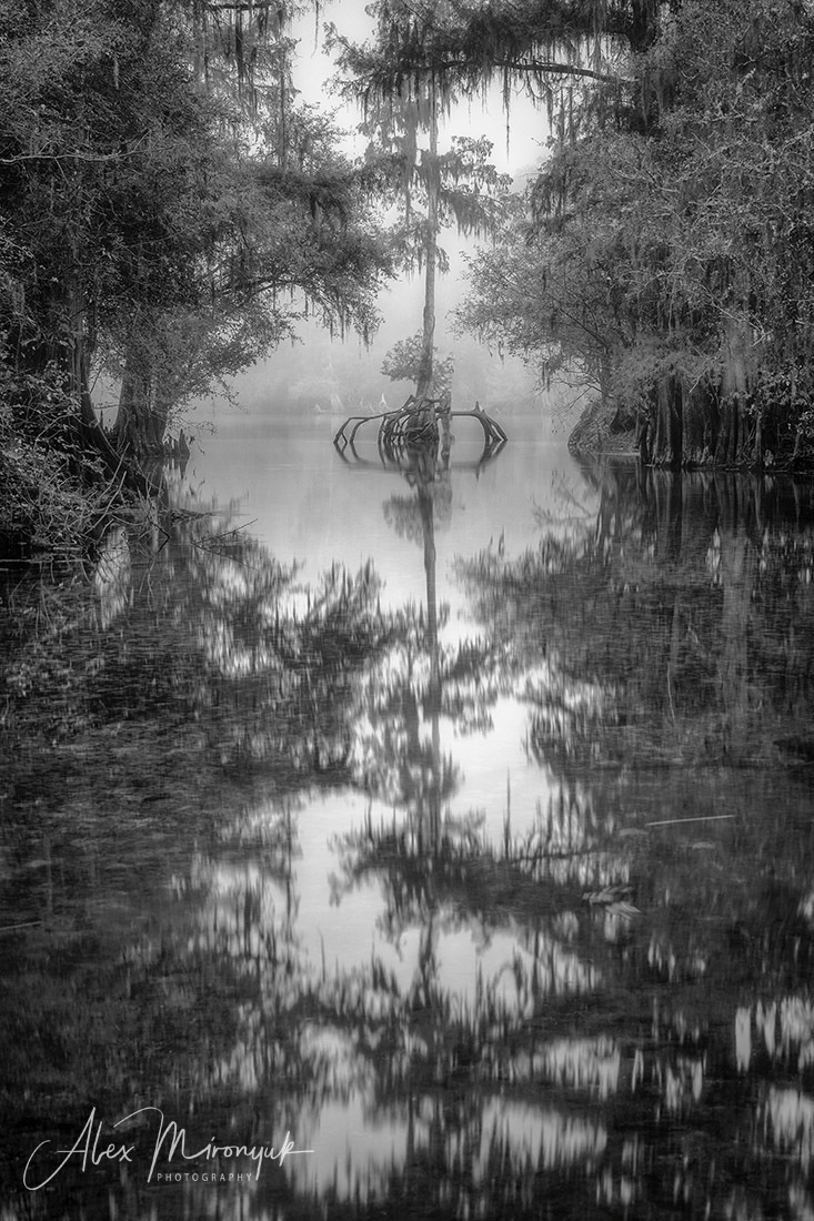 North Florida Cypress Swamps. Alex Mironyuk Photography
