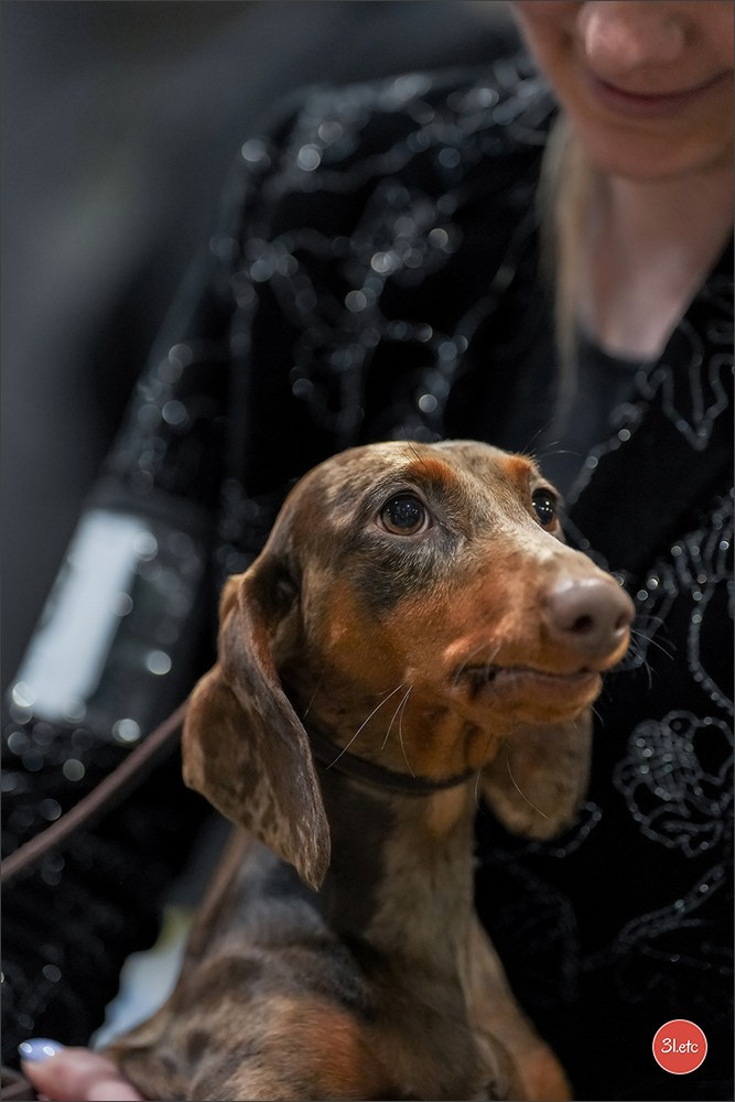 🇱🇺 LUXEMBOURG 🇱🇺 International Dog Show 4-5/04/2026. Photographe à Strasbourg | Portraits, Studio, Enfants, Événements