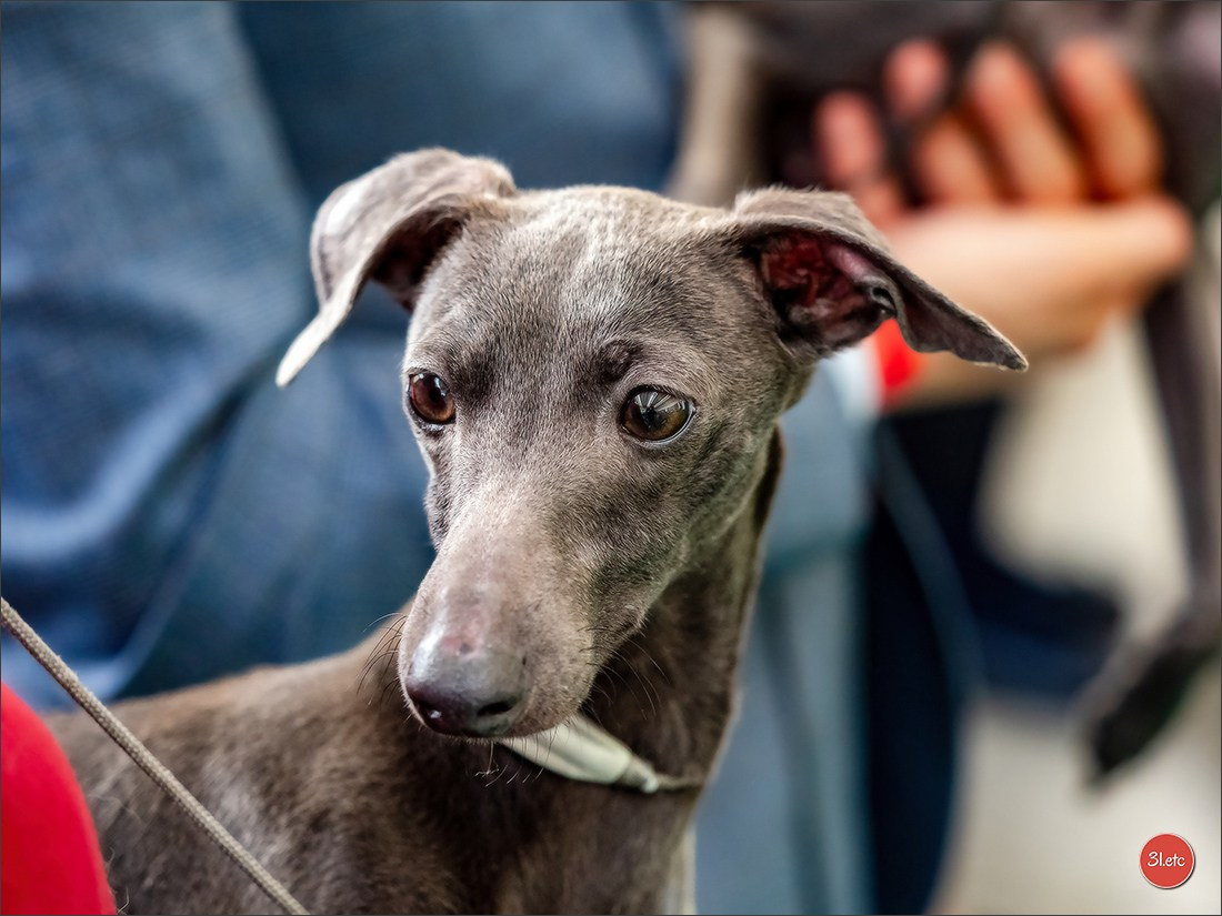 Dog Show  🇮🇹  San Marino. Photographe à Strasbourg | Portraits, Studio, Enfants, Événements