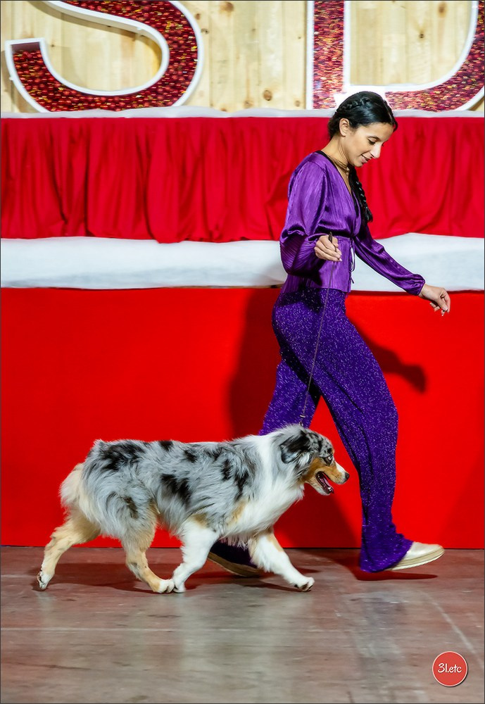 14-15.12.2024 Brussels Dog Show 🇧🇪. Photographe à Strasbourg | Portraits, Studio, Enfants, Événements