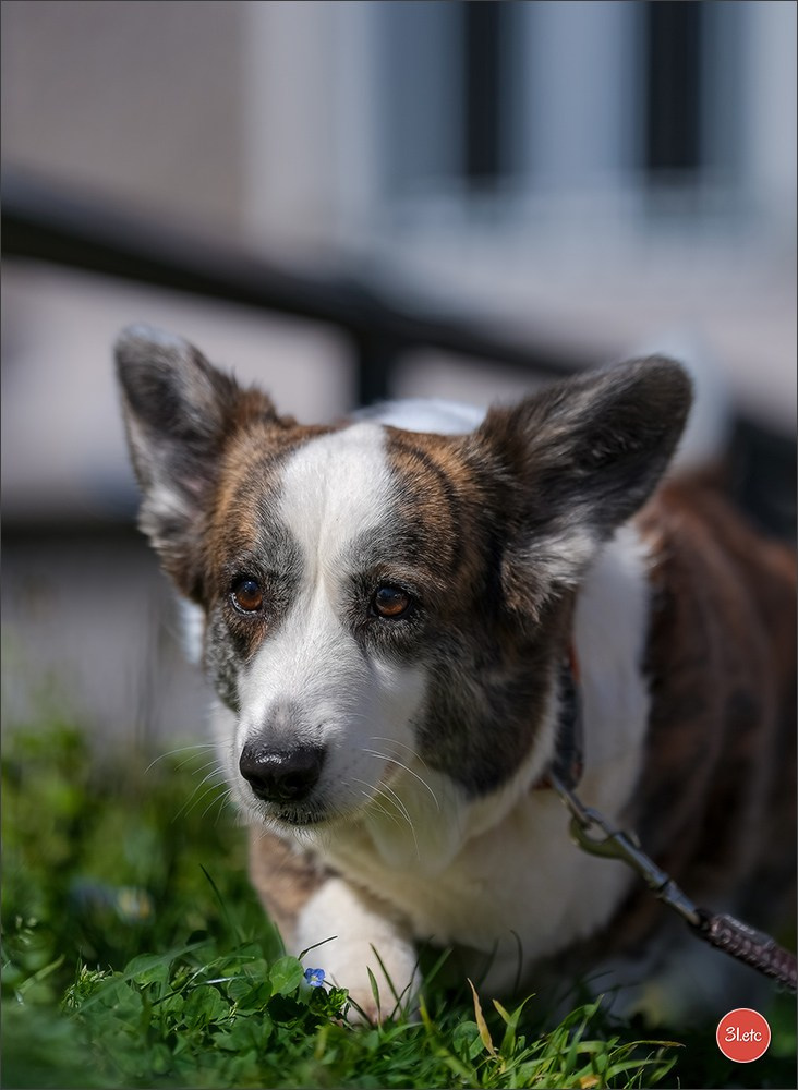 TEST ::: Sony Alpha 7 V (ILCE-7M5) 70-200mm f/2.8 GM II OSS. Photographe à Strasbourg | Portraits, Studio, Enfants, Événements