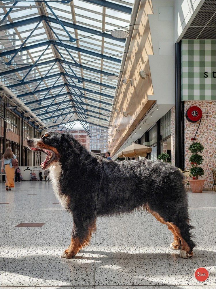 🇫🇮 WDS Helsinki 2025 🇫🇮. Photographe à Strasbourg | Portraits, Studio, Enfants, Événements