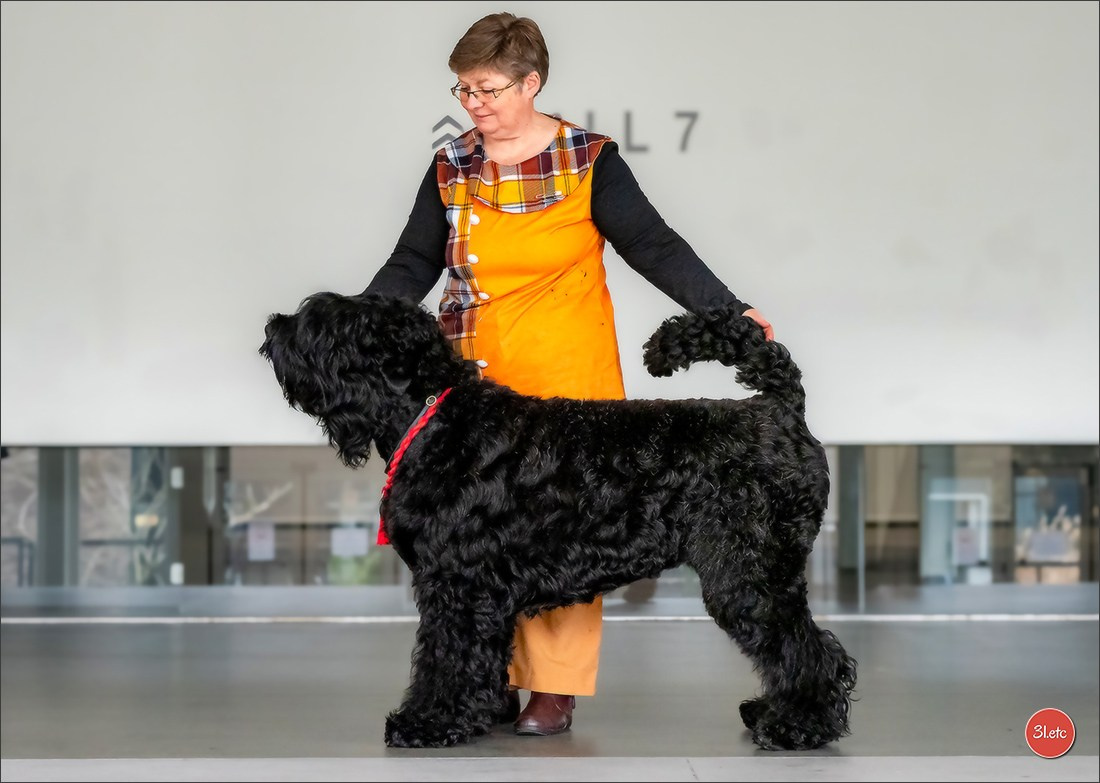 13-14.12.2025   🇧🇪   Brussels Dog Show. Photographe à Strasbourg | Portraits, Studio, Enfants, Événements