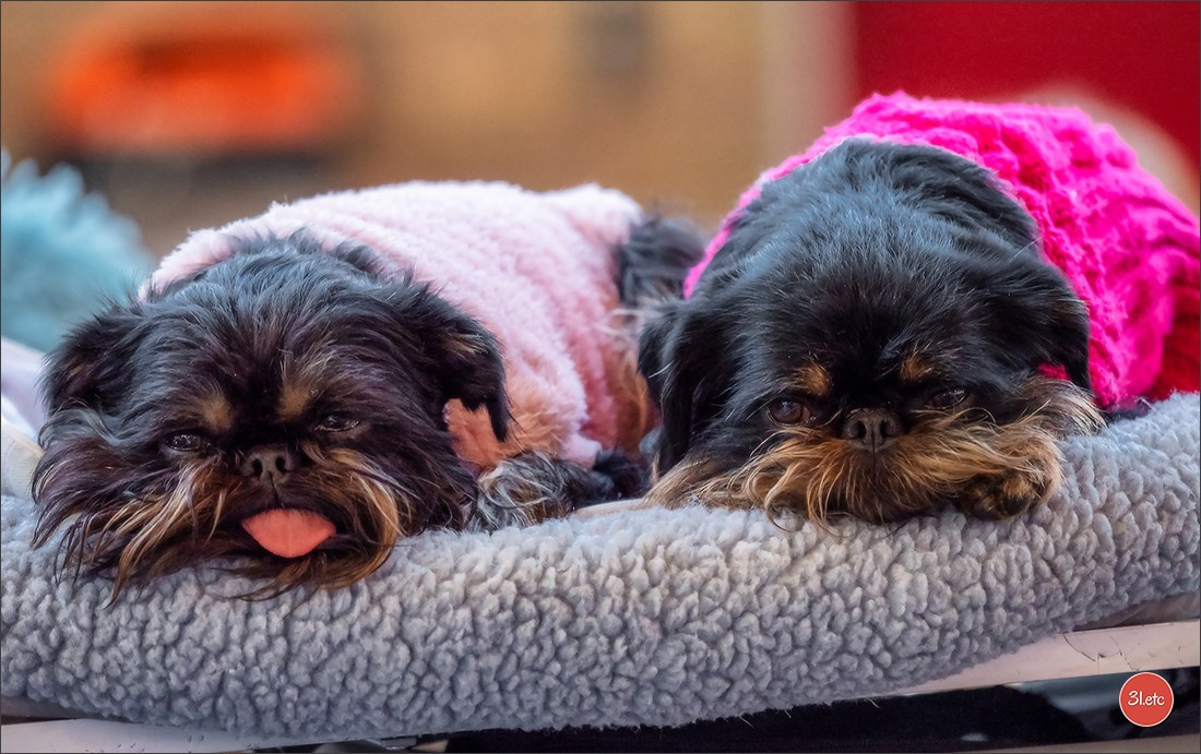 À l'exposition de Mouscron 🇧🇪 #dogshow #dogsphotography #expocanine #photopets #pets #dogs #aminalier #animals #mouscron #mouscron2025. Photographe à Strasbourg | Portraits, Studio, Enfants, Événements