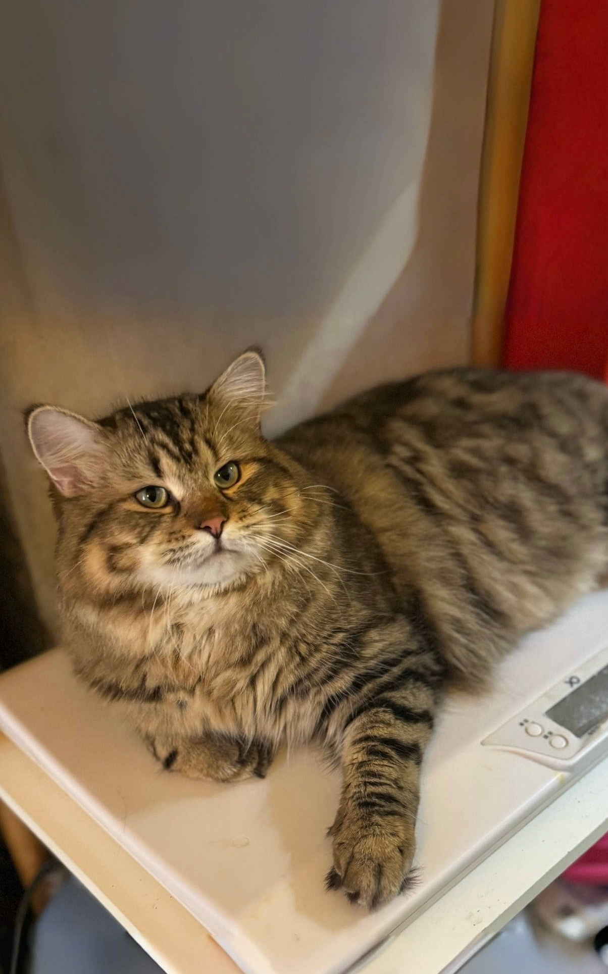 LEMON GREEN SIBERIANS CHUDO