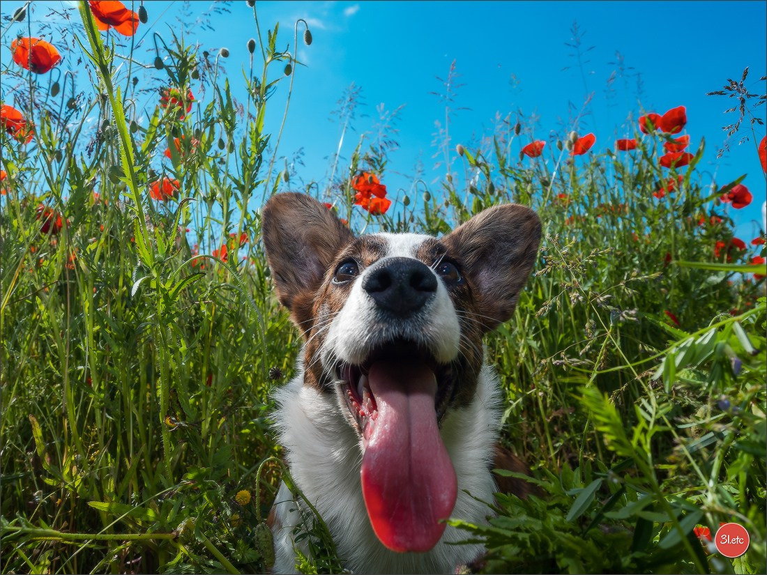 Photographie animalière. Photographe à Strasbourg | Portraits, Studio, Enfants, Événements