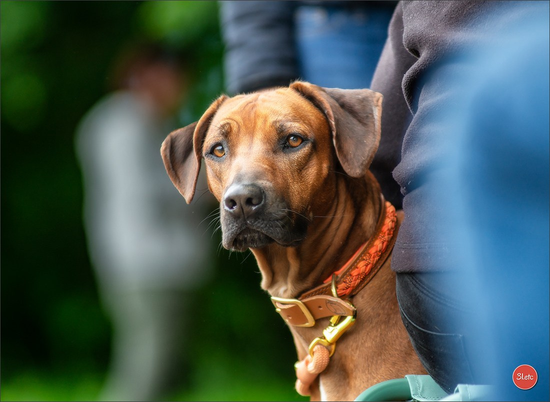 R.E. Rhodesian Ridgeback - Belleau (54) Expo canine Nancy  🇫🇷  24/05/2025. Photographe à Strasbourg | Portraits, Studio, Enfants, Événements