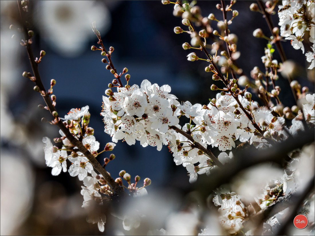 Spring came to Strasbourg in late February. Photographe à Strasbourg | Portraits, Studio, Enfants, Événements