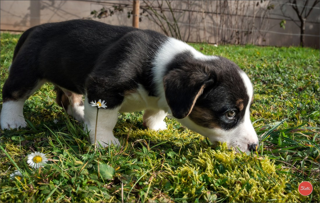 Photographie animalière. Photographe à Strasbourg | Portraits, Studio, Enfants, Événements