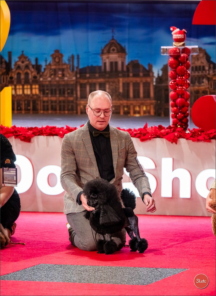 14-15.12.2024 Brussels Dog Show 🇧🇪. Photographe à Strasbourg | Portraits, Studio, Enfants, Événements