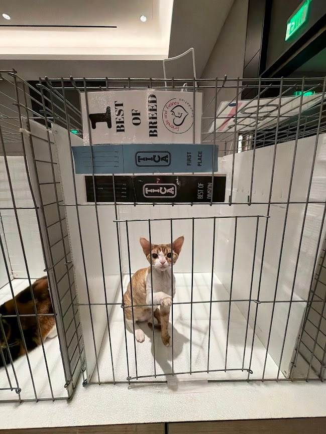 Houston, girl, born 04.20.25. Devon Rex Pixie Cattery