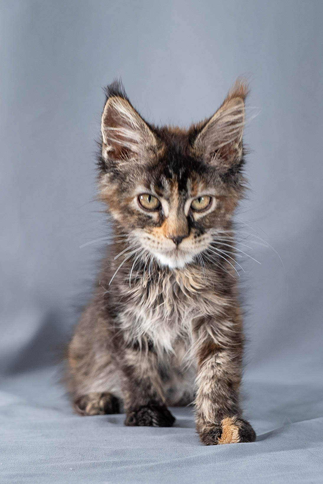 Senator Ulani. Senator Cat — Maine Coon cattery