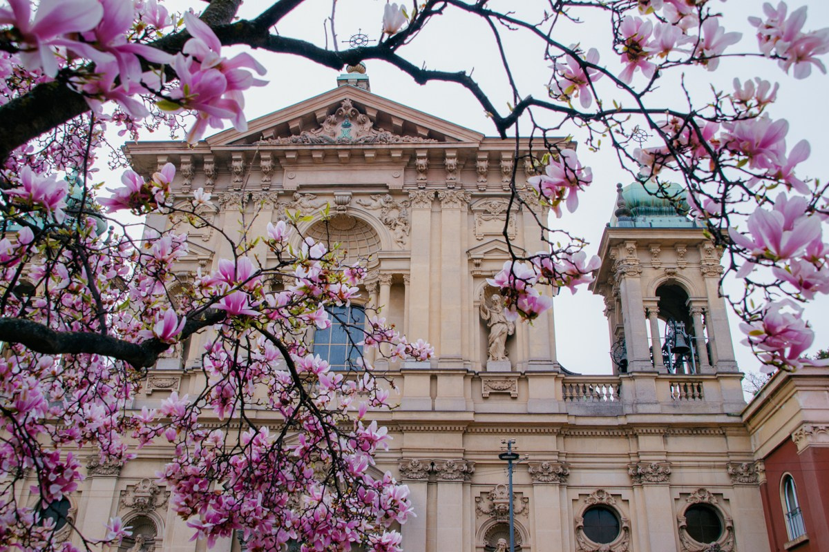 Magnolia. Anastasiia Buchinskaia Fotografa Milano