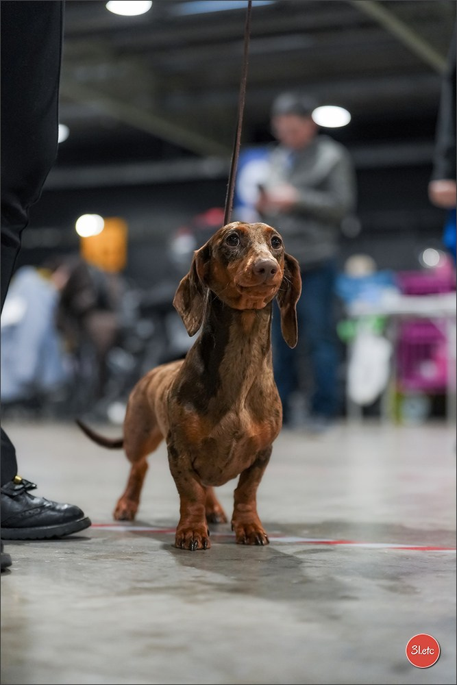 🇱🇺 LUXEMBOURG 🇱🇺 International Dog Show 4-5/04/2026. Photographe à Strasbourg | Portraits, Studio, Enfants, Événements