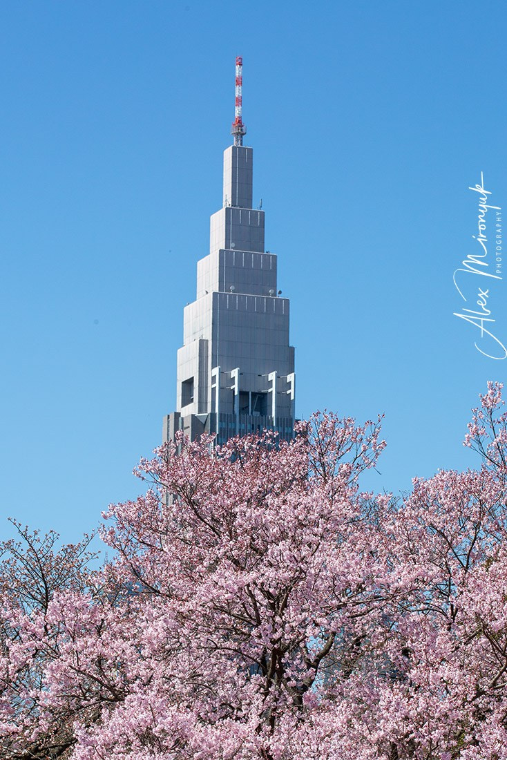 Hanami Season in Japan. Pet, Senior, Landscape, portrait studio, photographer in Miami and Sou