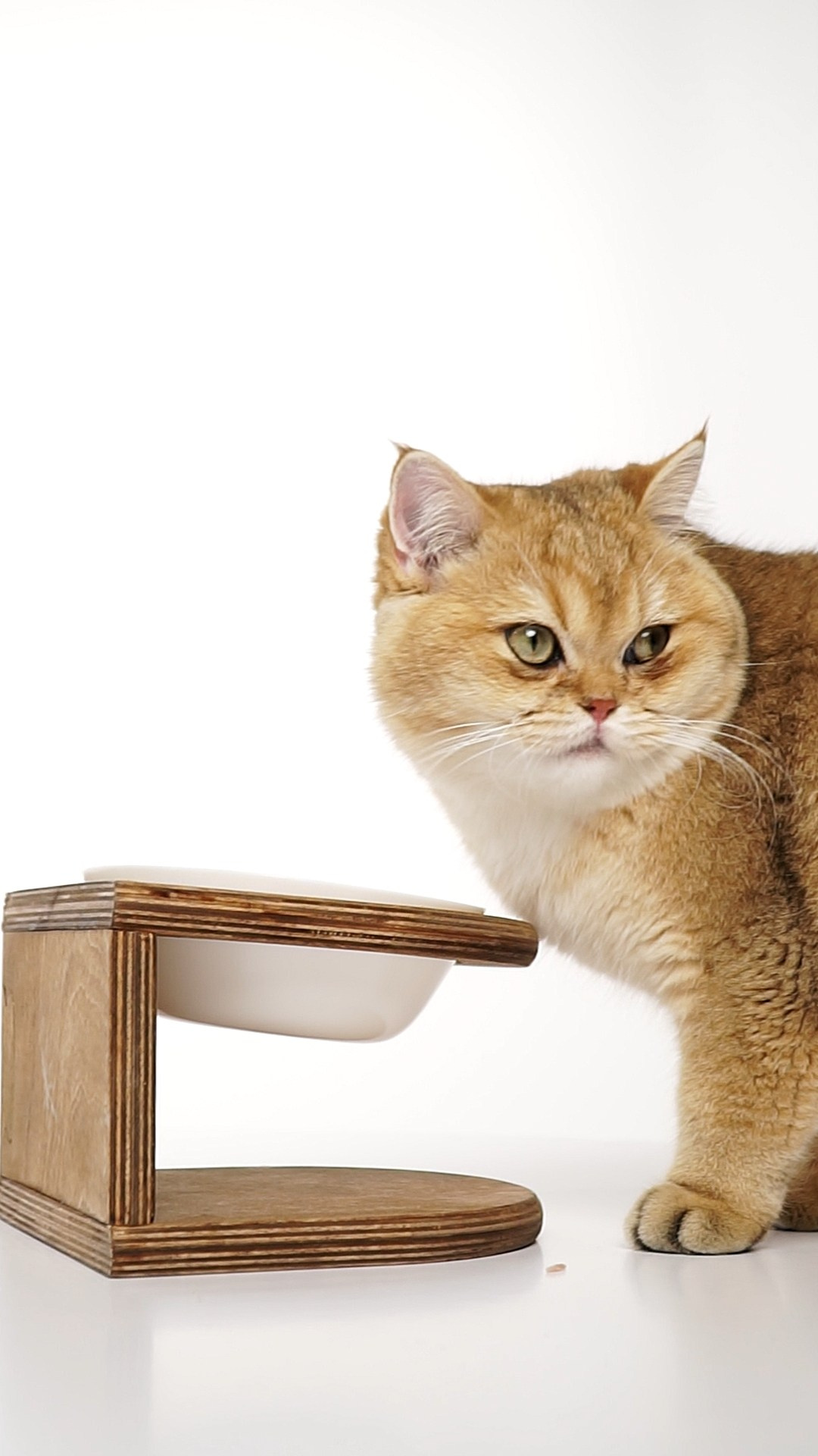 Mr.Cat Home. Ellstudio film production