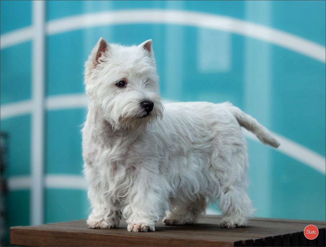 Exposition Canine à 🇫🇷 PARIS 12/01/2025. Photographe à Strasbourg | Portraits, Studio, Enfants, Événements