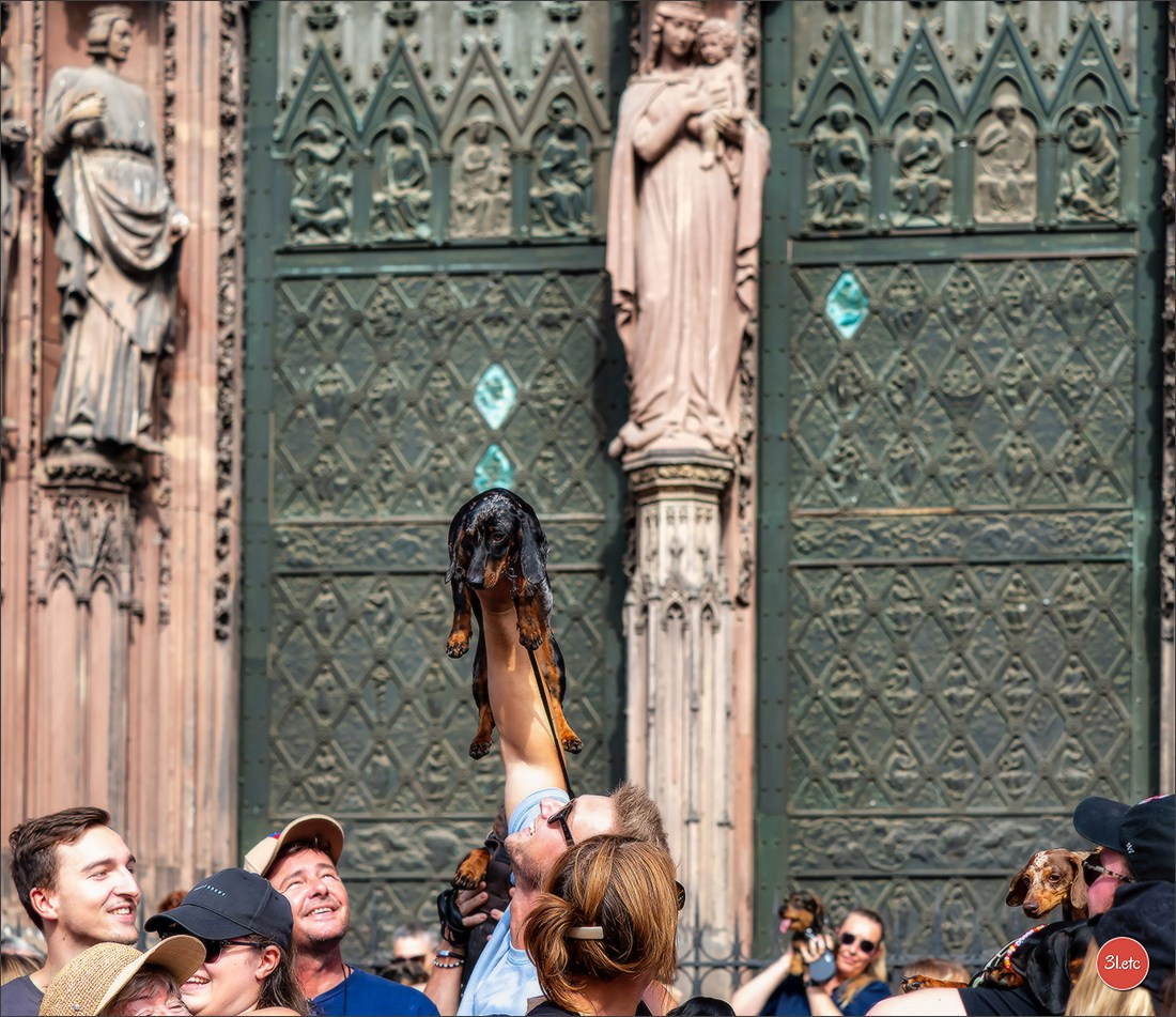Teckels Parade Strasbourgeoise  Vous pouvez voir le galerie de photos. Photographe à Strasbourg | Portraits, Studio, Enfants, Événements