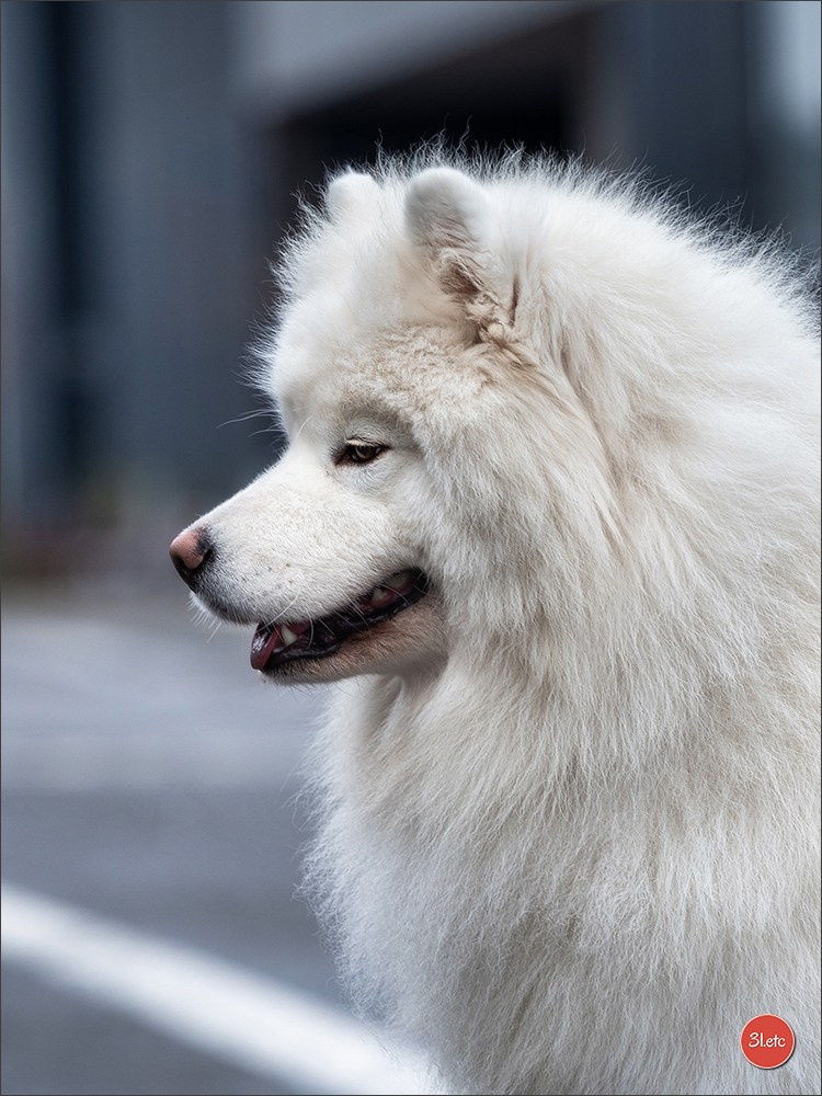 Exposition Canine à 🇫🇷 PARIS 12/01/2025. Photographe à Strasbourg | Portraits, Studio, Enfants, Événements