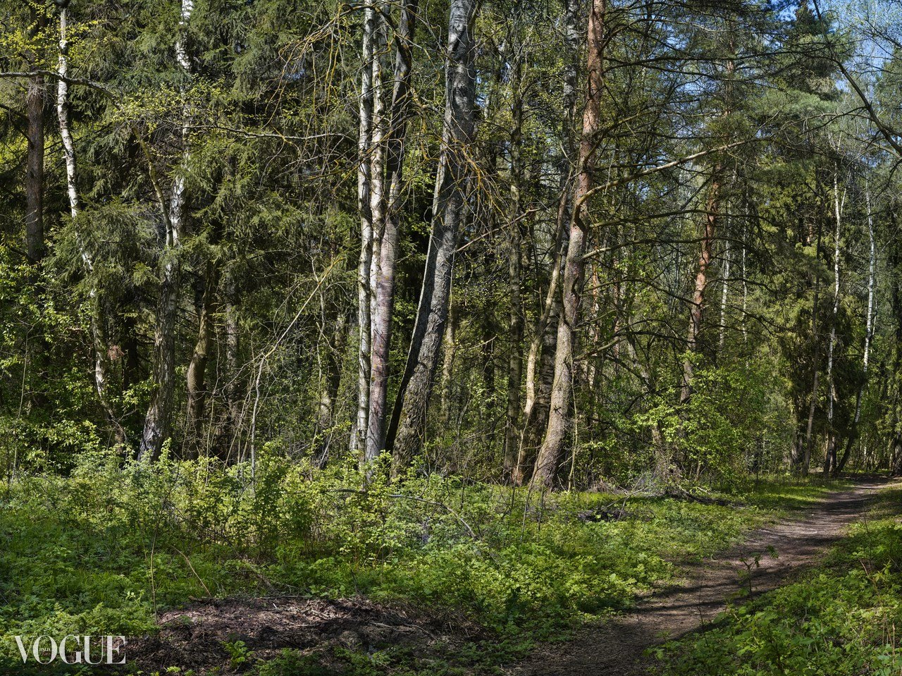 Сказка подмосковного леса. Суть фотографии в стиле изобразительного искусства