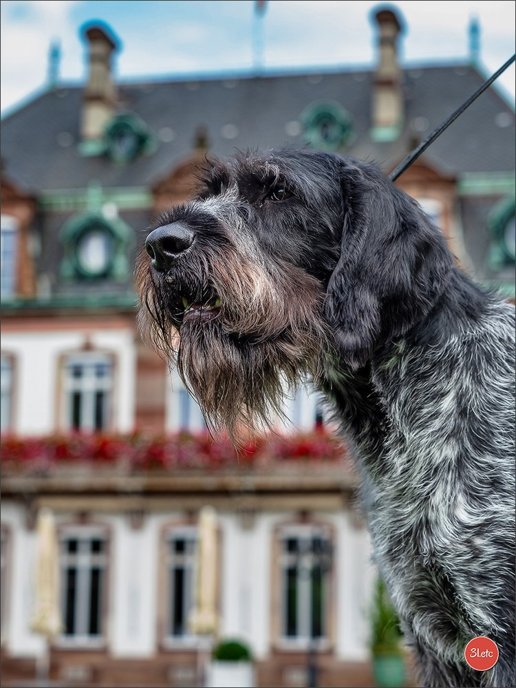 🇱🇺 LUXEMBOURG 🇱🇺 International Dog Show 🇱🇺 30/08 - 31/08/2025. Photographe à Strasbourg | Portraits, Studio, Enfants, Événements