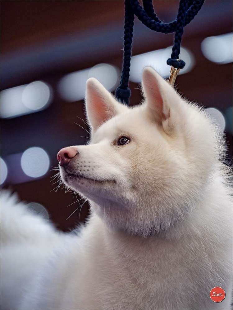 Dog Show WELS   🇦🇹  06-07/12/2025. Photographe à Strasbourg | Portraits, Studio, Enfants, Événements