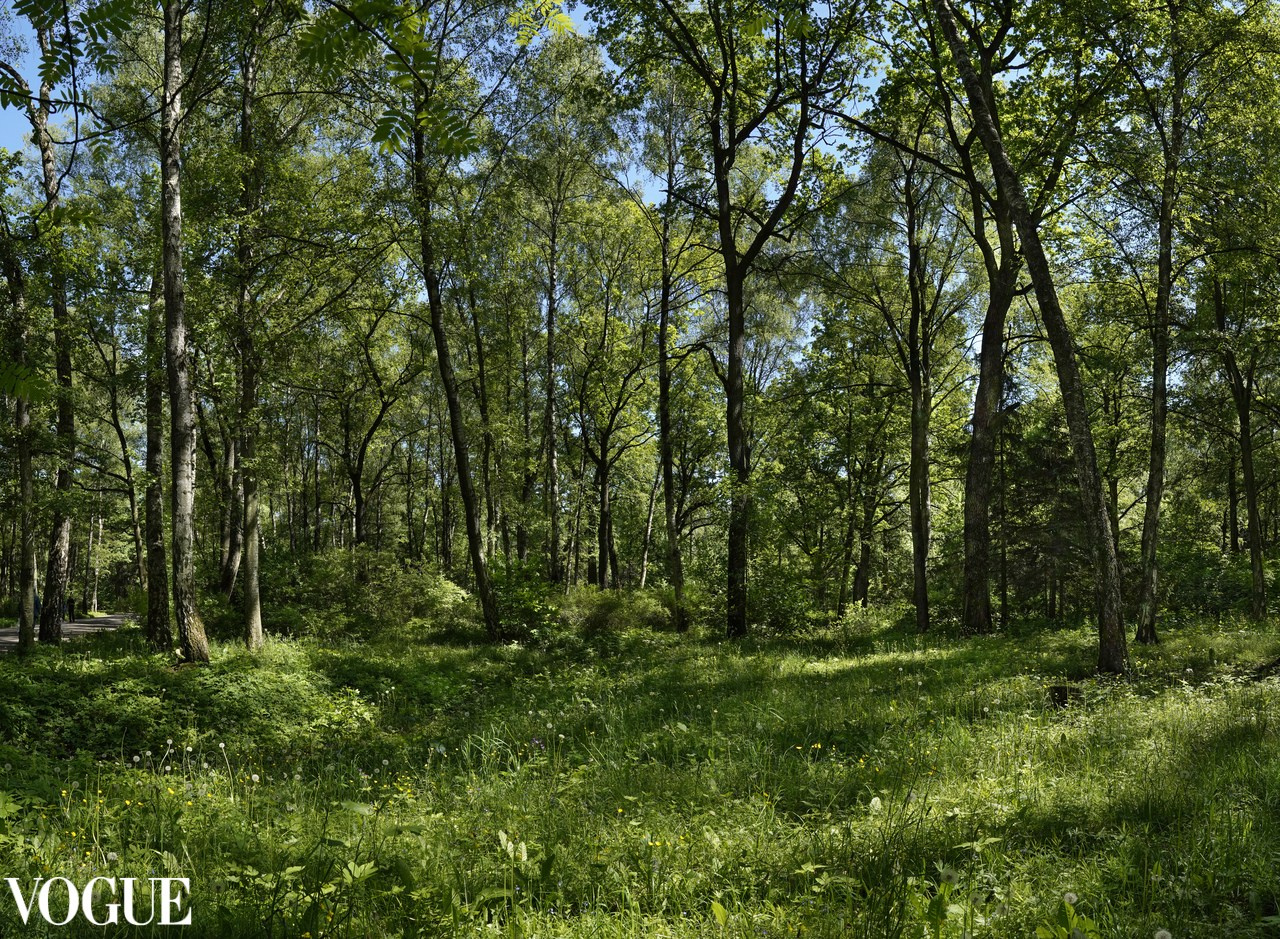 Сказка подмосковного леса. Суть фотографии в стиле изобразительного искусства