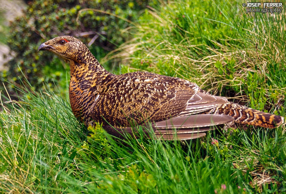 Gall fer femella, Capercaillie female