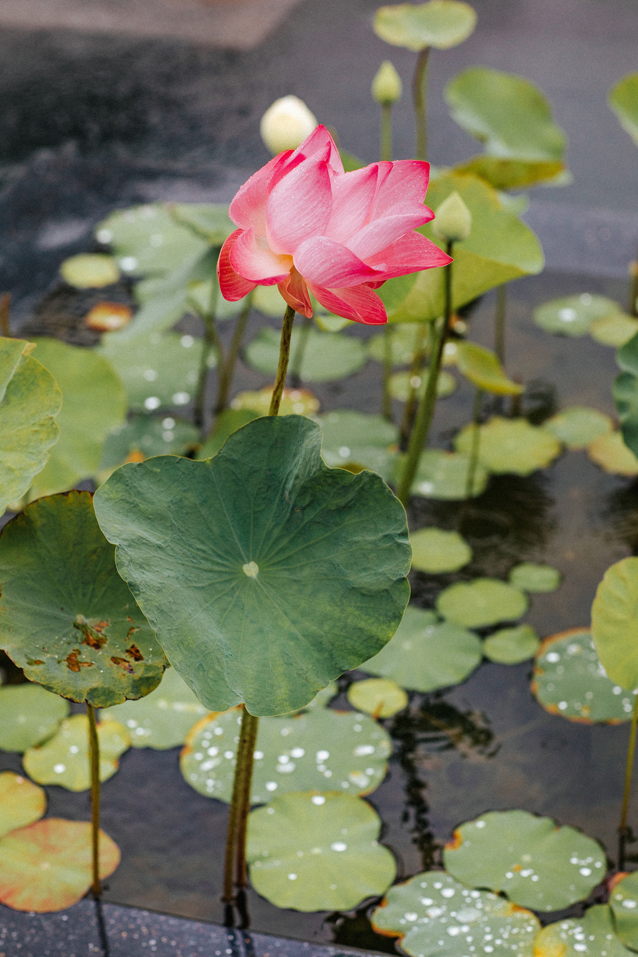 InterContinental Phuket Resort, Thailand. Hotel Photography and Video Production for luxury Hotels and Resorts