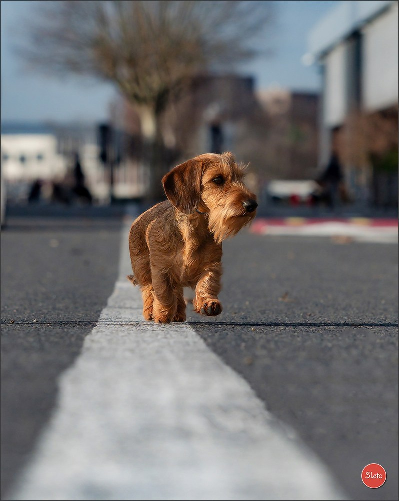 PDS  🇫🇷  Paris Dog Show  🇫🇷  Expo canine  10-11/01/2026. Photographe à Strasbourg | Portraits, Studio, Enfants, Événements