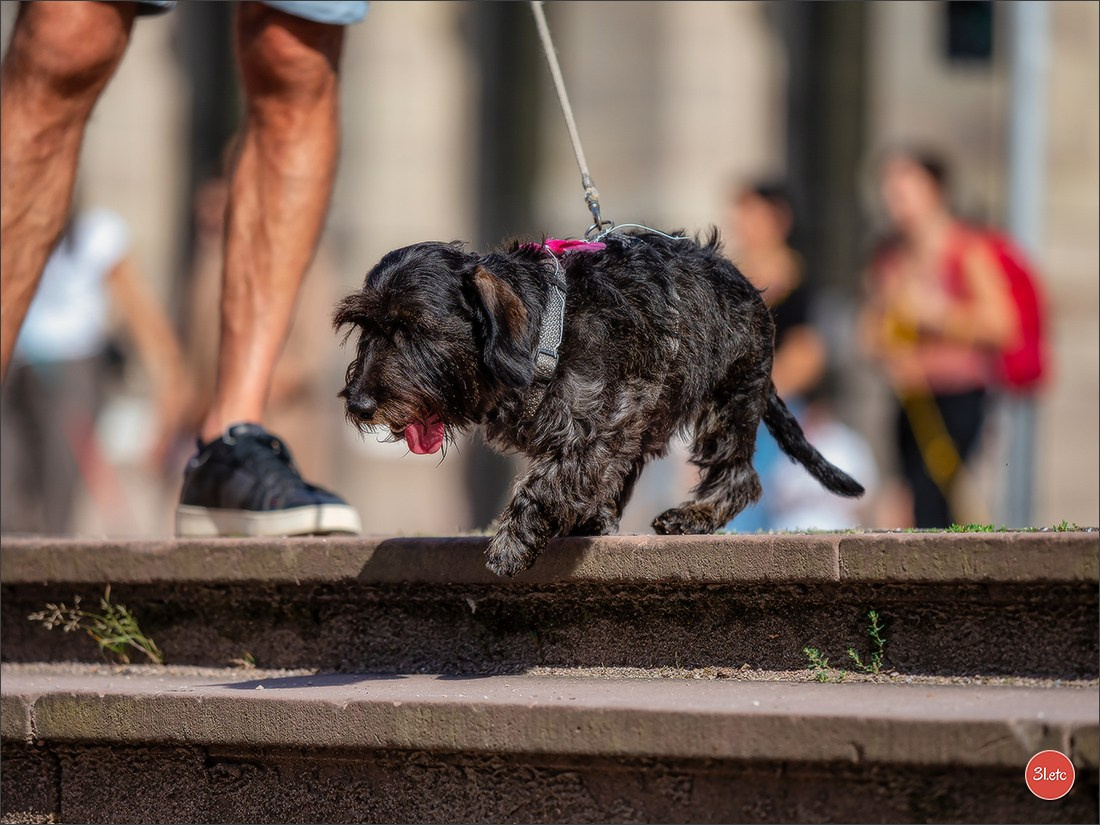 Teckels Parade Strasbourgeoise  Vous pouvez voir le galerie de photos. Photographe à Strasbourg | Portraits, Studio, Enfants, Événements