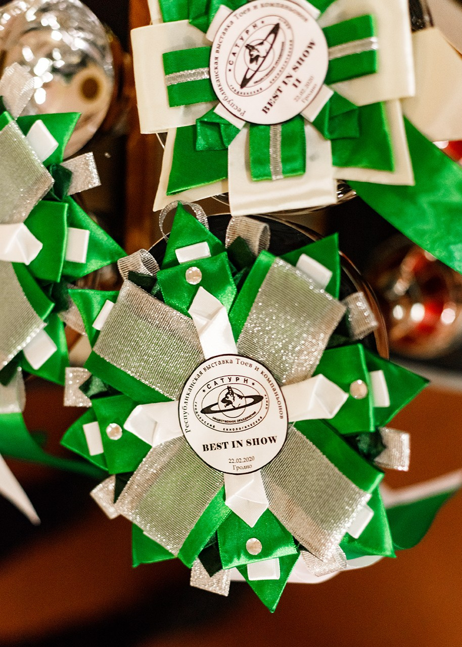 Grodno dog show. Kaja | fotograf we Wrocławiu | ludzie i psy