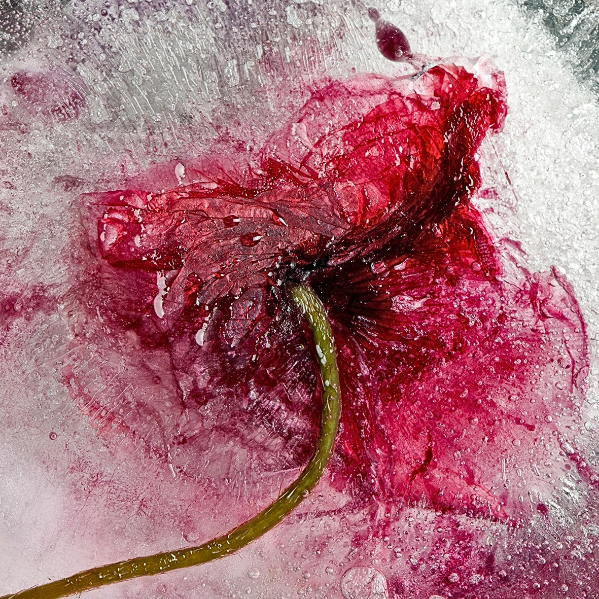 ALL RIGHTS RESERVED All images can be printed in 100 x 100 cm and 100 x 150 cm formats on the best fine art media. Other formats are available upon request. For further information, please contact the links on the main page of the site.