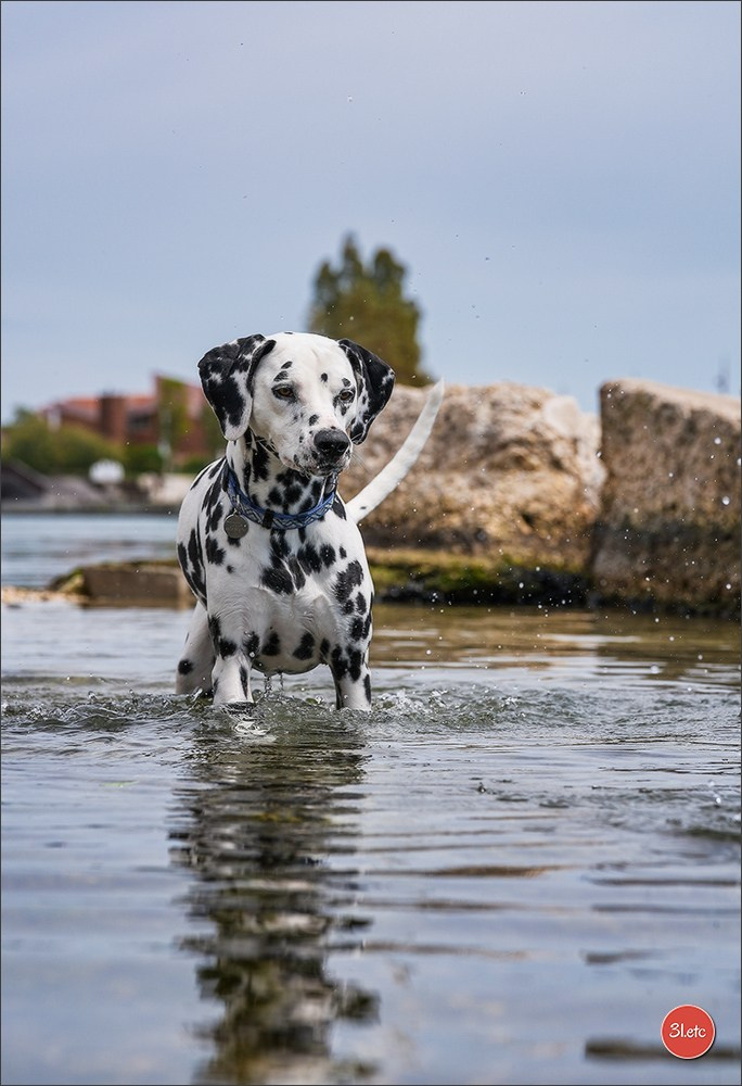 Expo canine 🇫🇷 Martigues 18-19/04/2026