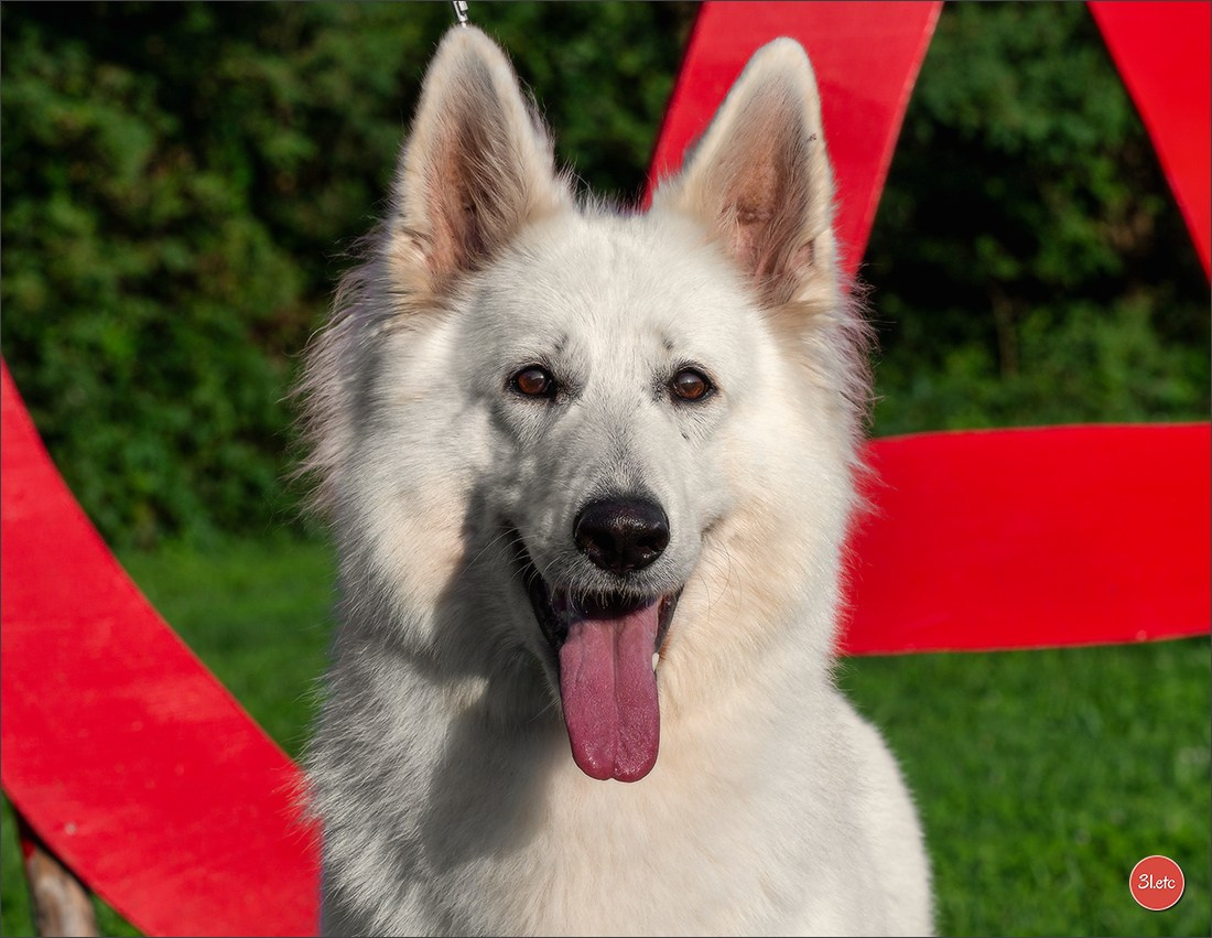 Domaine de la patte blanche. Photographe à Strasbourg | Portraits, Studio, Enfants, Événements