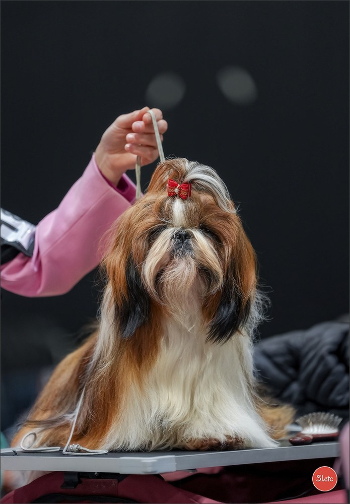 🇱🇺 LUXEMBOURG 🇱🇺 International Dog Show 4-5/04/2026. Photographe à Strasbourg | Portraits, Studio, Enfants, Événements
