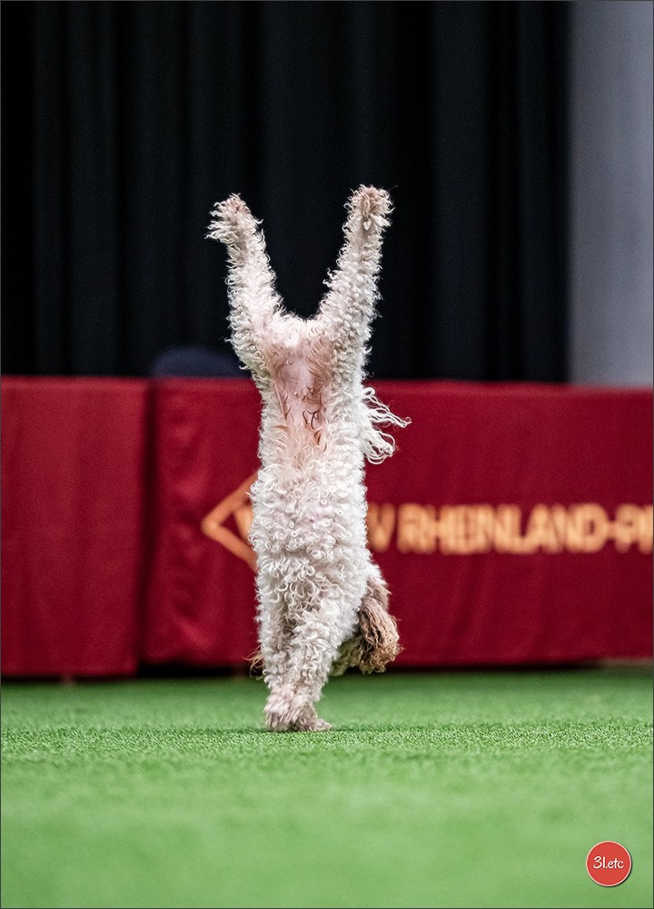 Dog Show Ludwigshafen  🇩🇪  16-17/08/2025. Photographe à Strasbourg | Portraits, Studio, Enfants, Événements