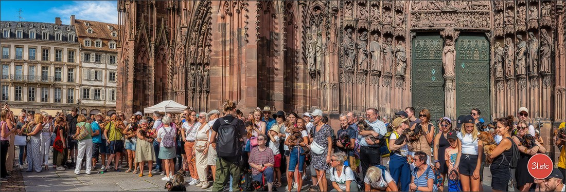 Teckels Parade Strasbourgeoise  Vous pouvez voir le galerie de photos. Photographe à Strasbourg | Portraits, Studio, Enfants, Événements