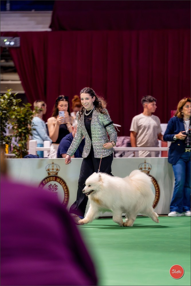 Expo canine 🇲🇨 Monaco 9-10/05/2026. Photographe à Strasbourg | Les animaux, Portraits, Studio, Événements